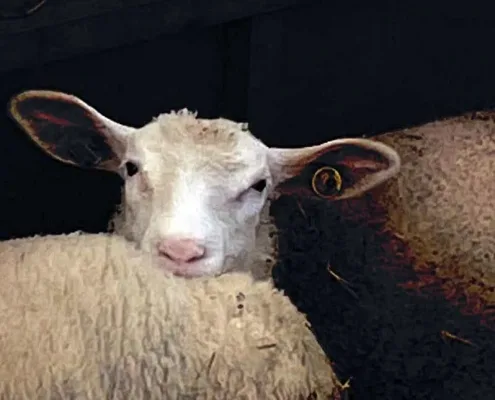 British Berrichon Sheep Society Photo Competition Winner March 2022