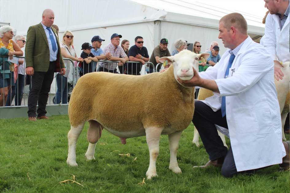 The Balmoral Show 2024 was a grand showcase for the British Berrichon Sheep Society, featuring an impressive array of entries and high-quality competition.