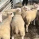 Louth Livestock Market
