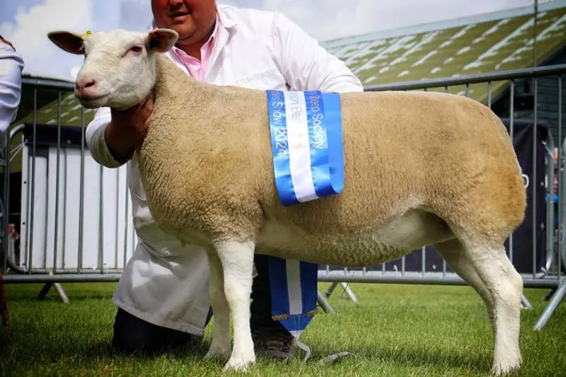 Royal Three Counties Show 2024, Reserve Overall Champion - Tooloos Zealous